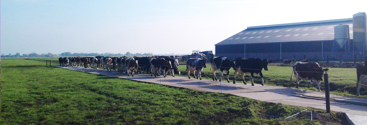 Boeren Camping Katwoude